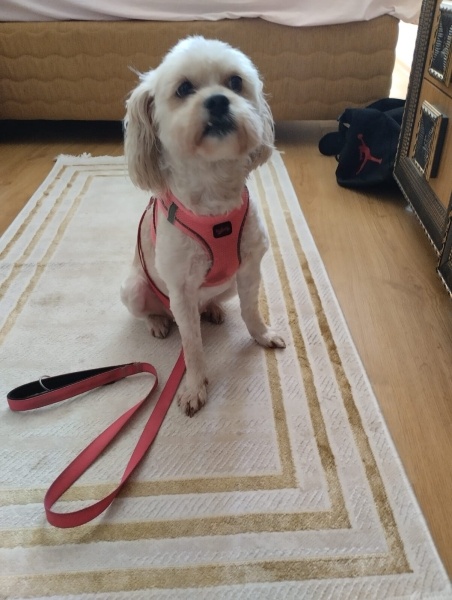Maltese, Köpek  ŞEKER fotoğrafı