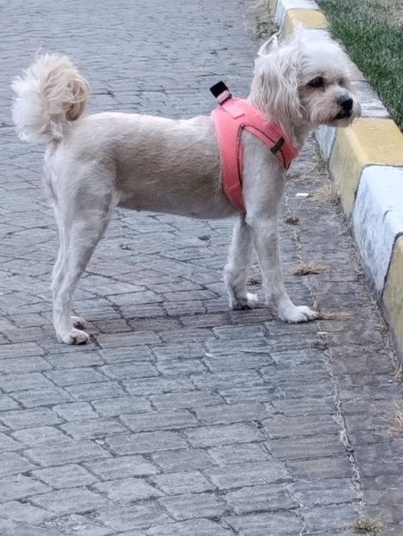 Maltese, Köpek  ŞEKER fotoğrafı