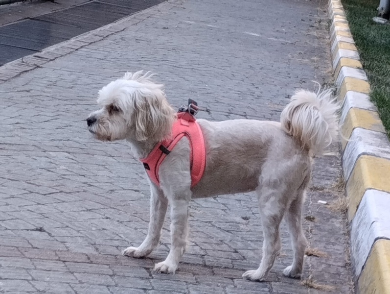 Maltese, Köpek  ŞEKER fotoğrafı