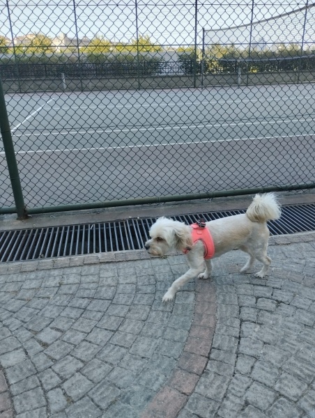 Maltese, Köpek  ŞEKER fotoğrafı