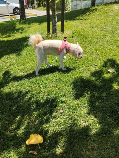 Maltese, Köpek  ŞEKER fotoğrafı