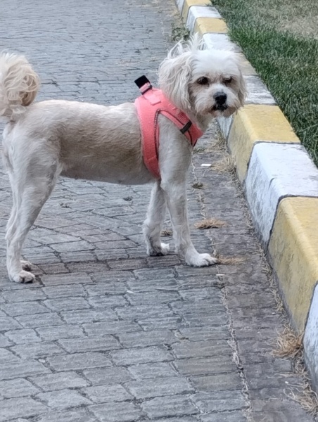 Maltese, Köpek  ŞEKER fotoğrafı