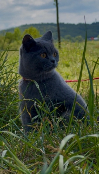 British Shorthair, Kedi  Maya fotoğrafı