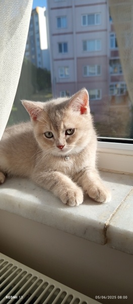 British Shorthair, Kedi  MAHMUT BULUT fotoğrafı