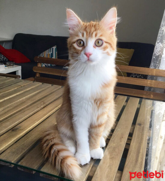 Ankara Kedisi, Kedi  Pablo fotoğrafı