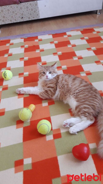 Ankara Kedisi, Kedi  Pablo fotoğrafı