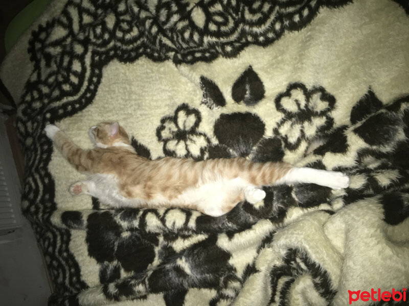 Ankara Kedisi, Kedi  Pablo fotoğrafı