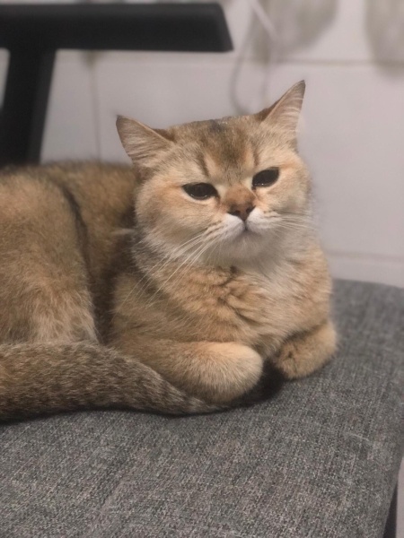 Tekir Kedi, Kedi  Boncuk fotoğrafı