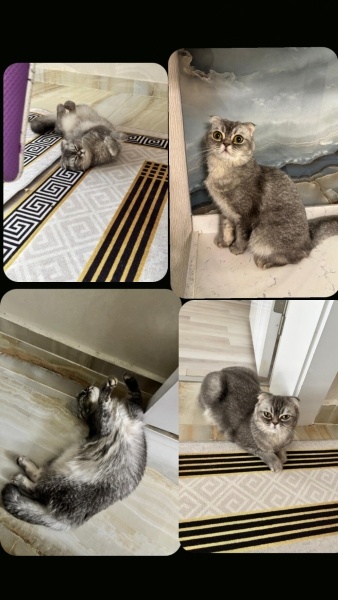Scottish Fold, Kedi  Işıl fotoğrafı