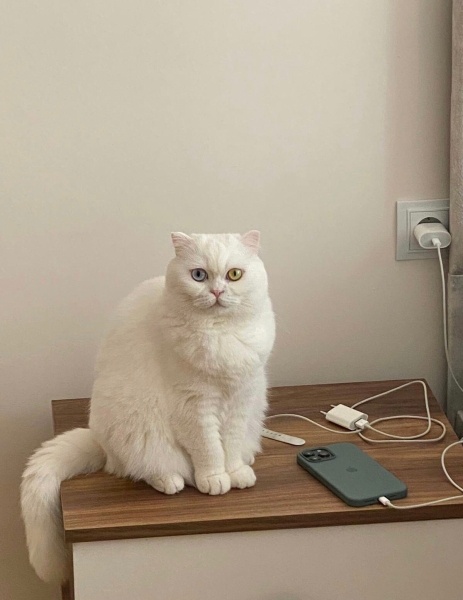 Scottish Fold, Kedi  Linda fotoğrafı