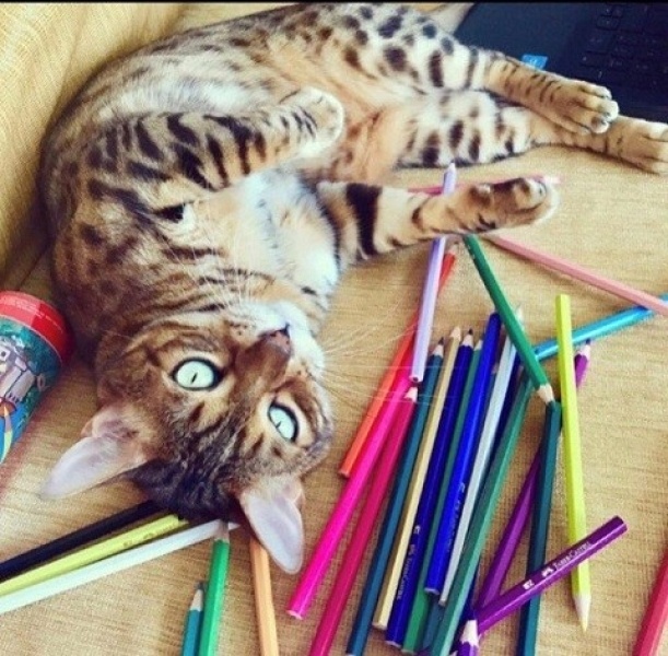 Bengal, Kedi  Paşa fotoğrafı