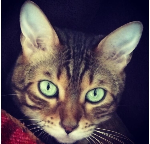 Bengal, Kedi  Paşa fotoğrafı