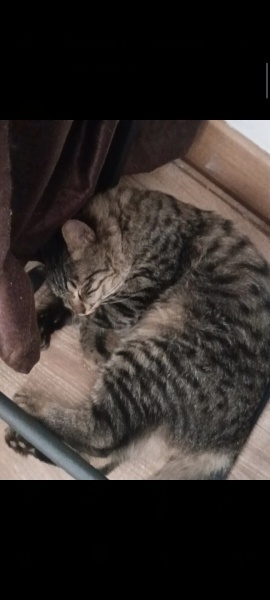 Tekir Kedi, Kedi  Tarçın fotoğrafı