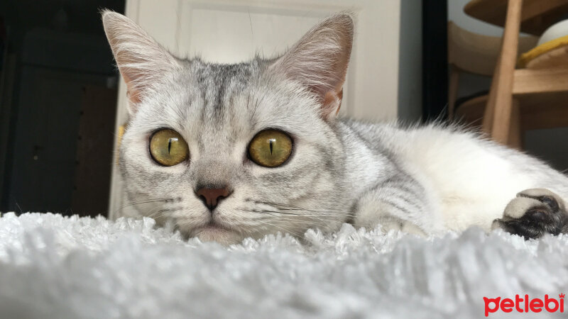 British Shorthair, Kedi  Meşk fotoğrafı