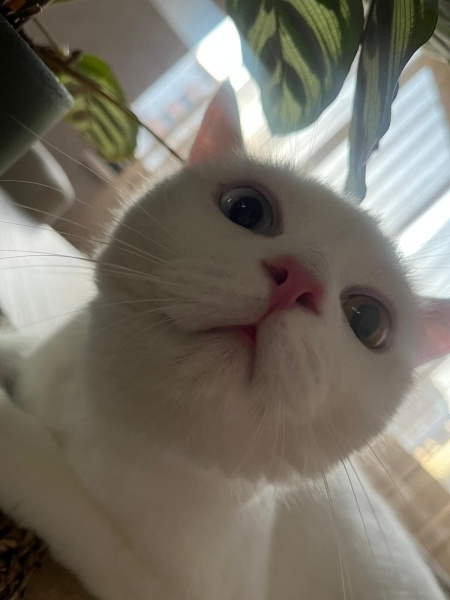 British Shorthair, Kedi  Mars fotoğrafı