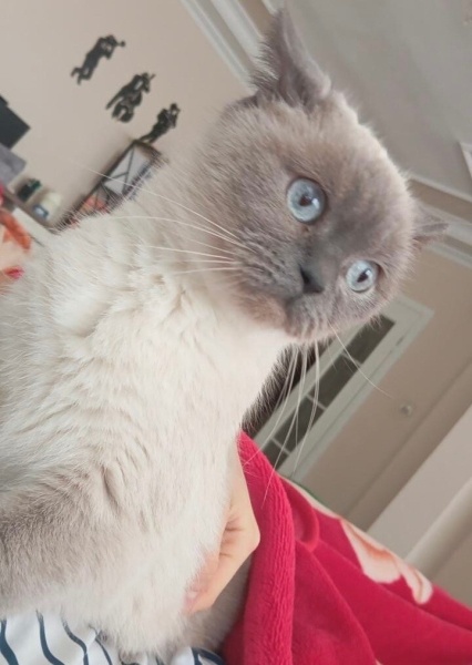 British Shorthair, Kedi  Lucy fotoğrafı