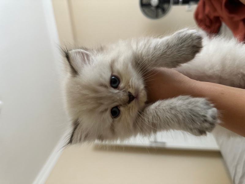 Chinchilla, Kedi  Fiko fotoğrafı