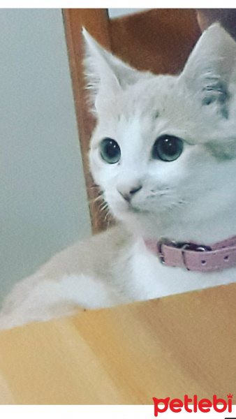 Tekir Kedi, Kedi  Minnoş fotoğrafı