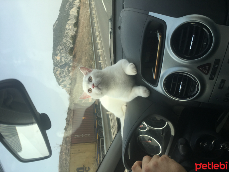 Scottish Fold, Kedi  Pilav fotoğrafı