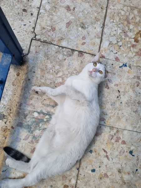 Tekir Kedi, Kedi  Mumy fotoğrafı