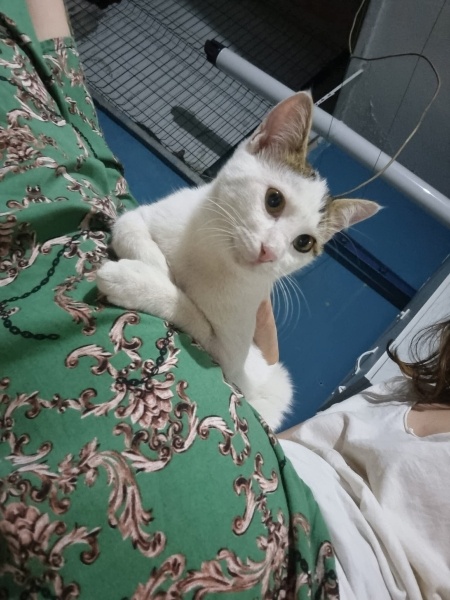 Tekir Kedi, Kedi  Mumy fotoğrafı