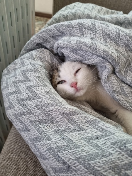 Tekir Kedi, Kedi  Mumy fotoğrafı