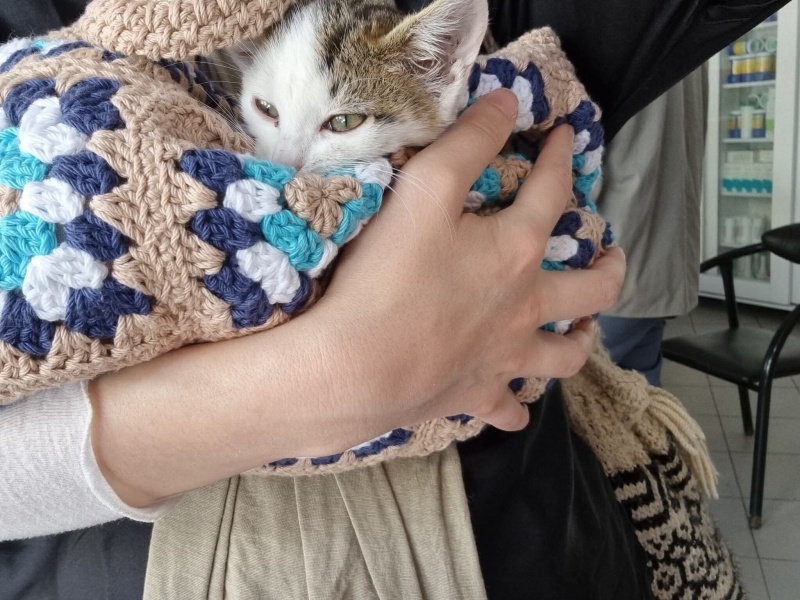 Tekir Kedi, Kedi  Mumy fotoğrafı