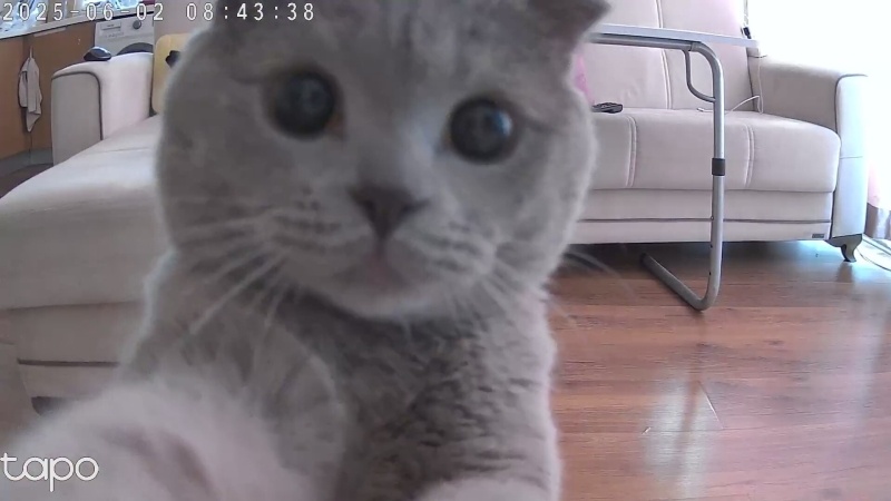 Scottish Fold, Kedi  Frodo fotoğrafı