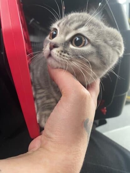 Scottish Fold, Kedi  LİLİTH fotoğrafı
