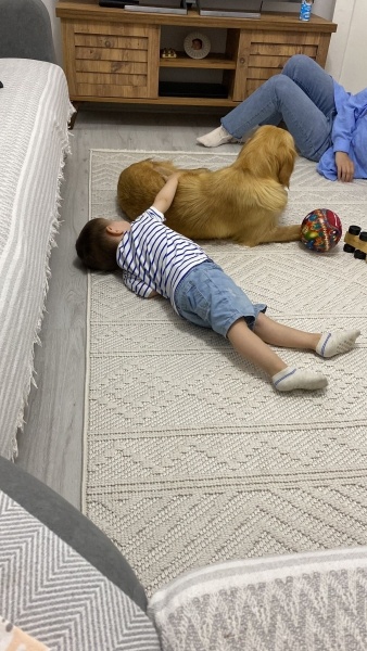 Golden Retriever, Köpek  MAYA fotoğrafı
