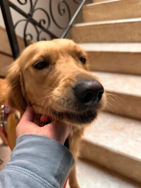 Golden Retriever, Köpek  MAYA fotoğrafı