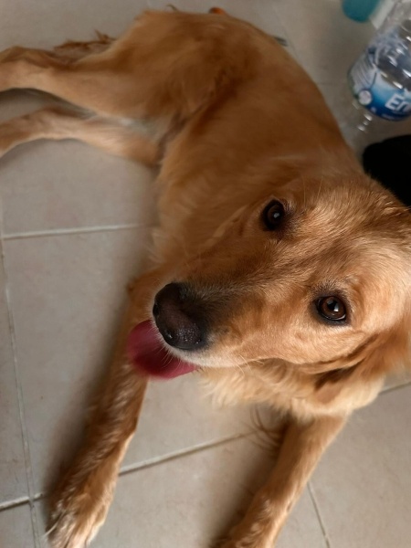 Golden Retriever, Köpek  MAYA fotoğrafı