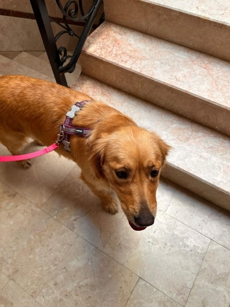 Golden Retriever, Köpek  MAYA fotoğrafı