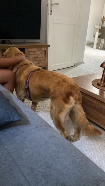 Golden Retriever, Köpek  MAYA fotoğrafı