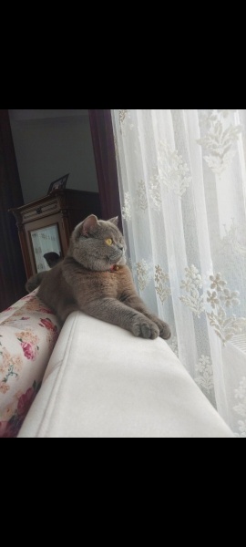 British Shorthair, Kedi  Mily fotoğrafı