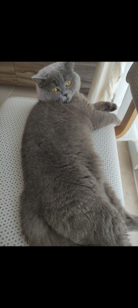 British Shorthair, Kedi  Mily fotoğrafı