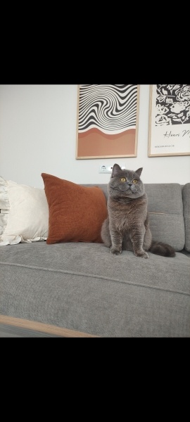 British Shorthair, Kedi  Mily fotoğrafı
