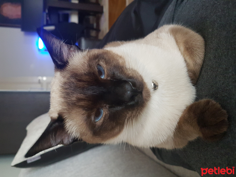 Siyam Kedisi, Kedi  Pati fotoğrafı