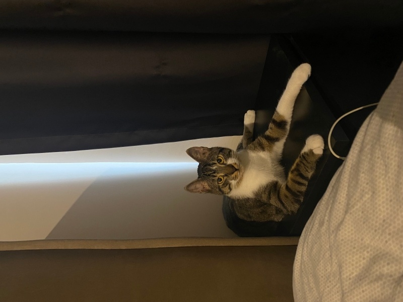 Tekir Kedi, Kedi  Pilav fotoğrafı