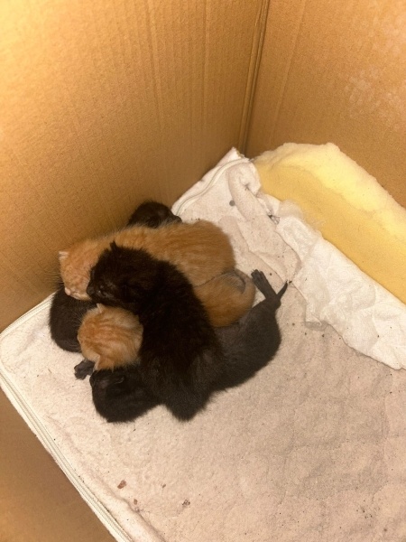 Sarman, Kedi  Sarman+Tekir fotoğrafı