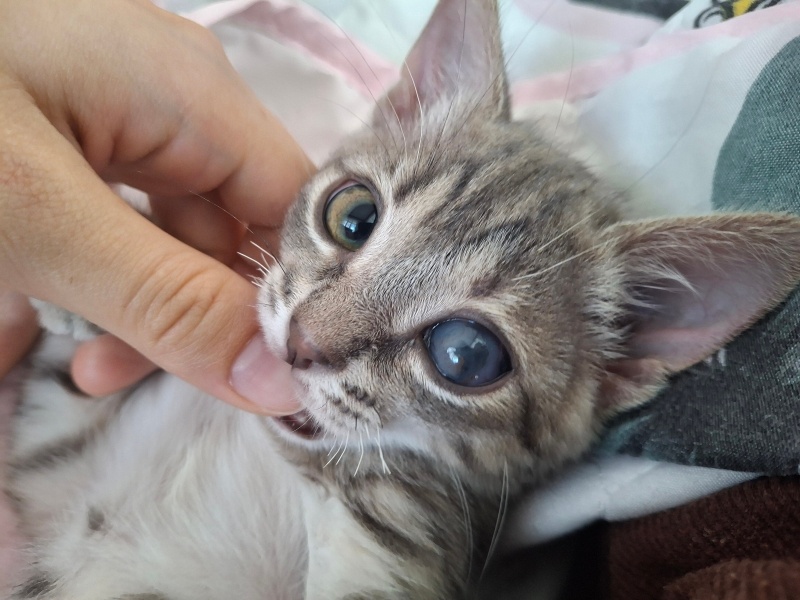 Tekir Kedi, Kedi  Çorap fotoğrafı