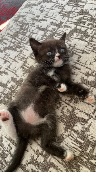 British Shorthair, Kedi  Misha fotoğrafı