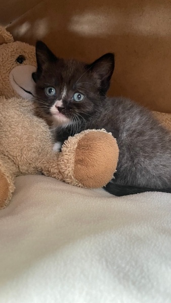 British Shorthair, Kedi  Misha fotoğrafı