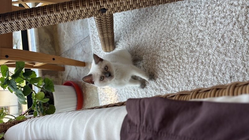 British Shorthair, Kedi  Luka fotoğrafı