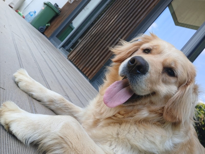 Golden Retriever, Köpek  Pera fotoğrafı