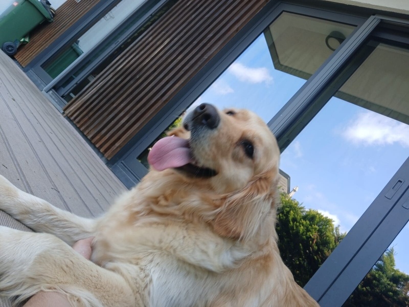 Golden Retriever, Köpek  Pera fotoğrafı