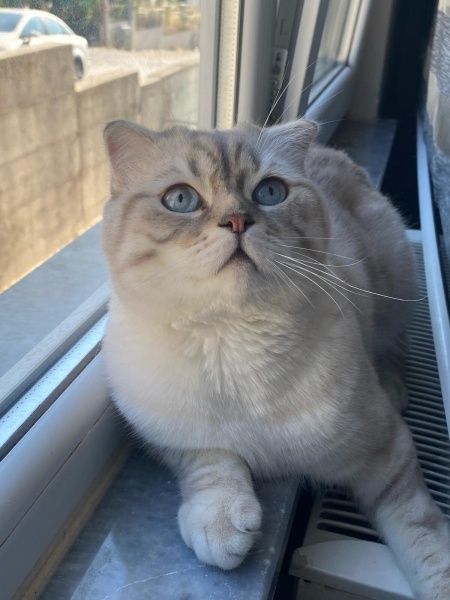 Scottish Fold, Kedi  Şeref Bey fotoğrafı