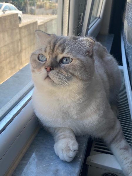 Scottish Fold, Kedi  Şeref Bey fotoğrafı