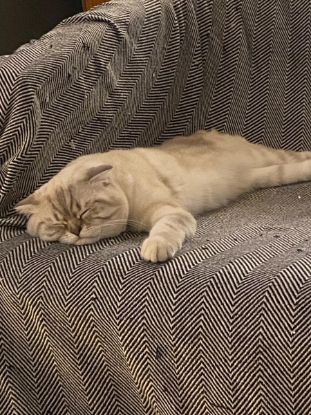 Scottish Fold, Kedi  Şeref Bey fotoğrafı
