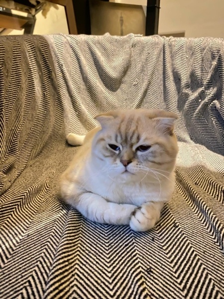 Scottish Fold, Kedi  Şeref Bey fotoğrafı